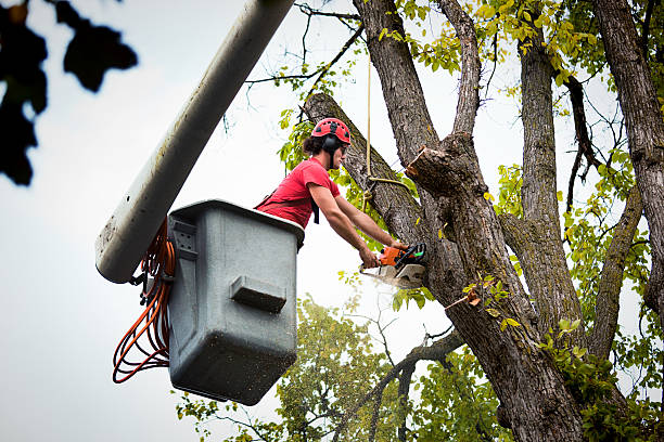 Best Stump Grinding and Removal  in Des Moines, IA